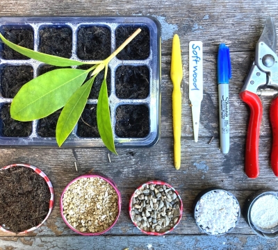  Propagation for the Terrified ~ making plants for free!  with Shelagh Todd 